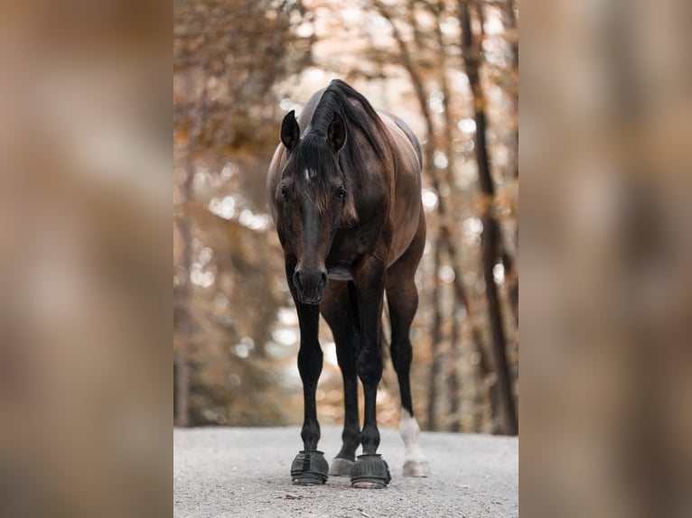 Lettisches Warmblut Wallach 8 Jahre 165 cm Brauner in K&#xFC;nzell