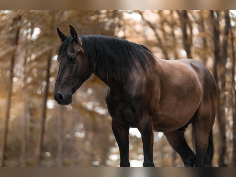 Lettisches Warmblut Wallach 8 Jahre 165 cm Brauner in K&#xFC;nzell