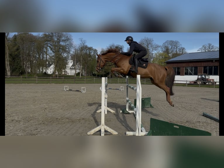Lettisches Warmblut Wallach 8 Jahre 165 cm  in Itzehoe