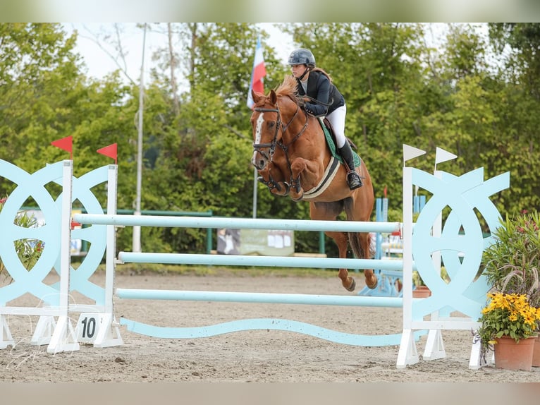 Lettisches Warmblut Wallach 8 Jahre 165 cm  in Itzehoe