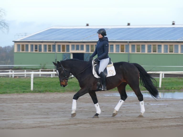 Lettisches Warmblut Wallach 9 Jahre 166 cm Dunkelbrauner in Ganschow