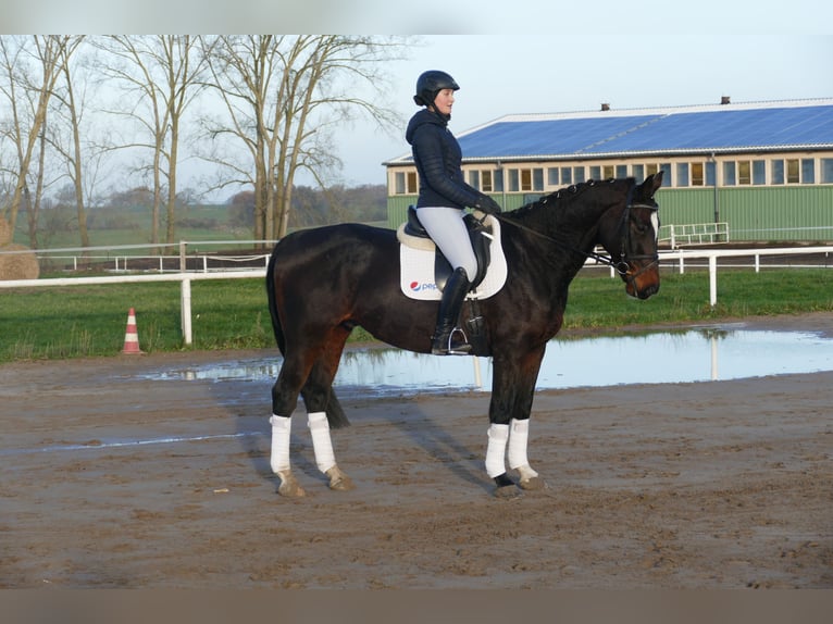 Lettisches Warmblut Wallach 9 Jahre 166 cm Dunkelbrauner in Ganschow