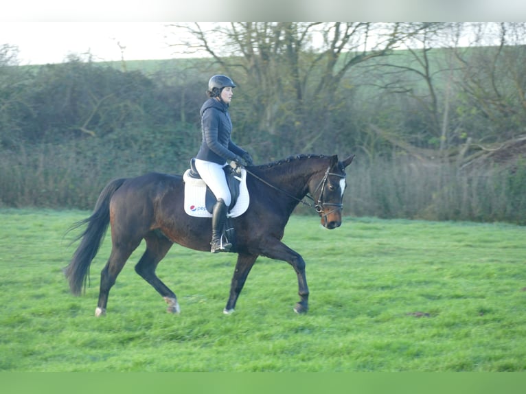 Lettisches Warmblut Wallach 9 Jahre 166 cm Dunkelbrauner in Ganschow