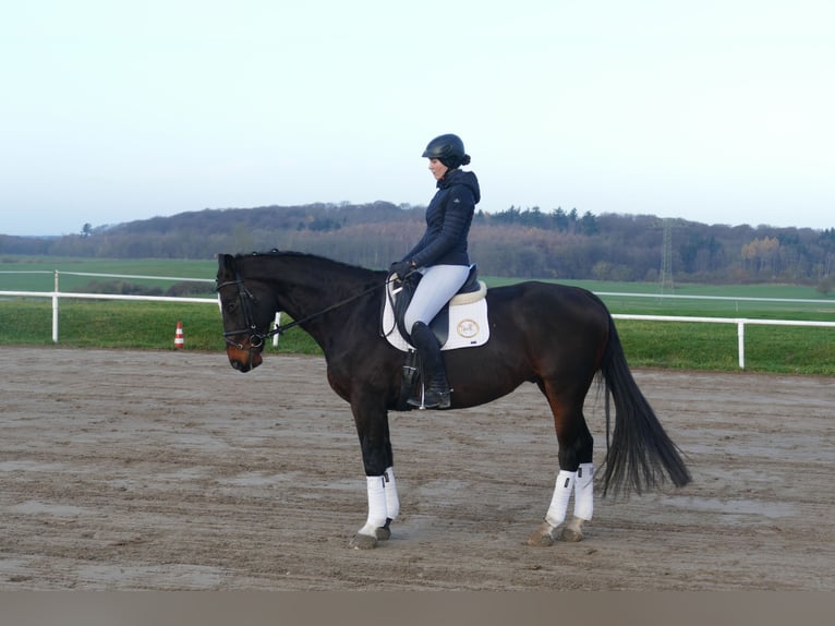 Lettisches Warmblut Wallach 9 Jahre 166 cm Dunkelbrauner in Ganschow