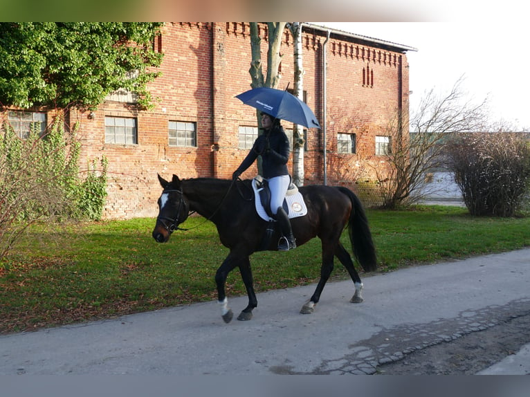 Lettisches Warmblut Wallach 9 Jahre 166 cm Dunkelbrauner in Ganschow