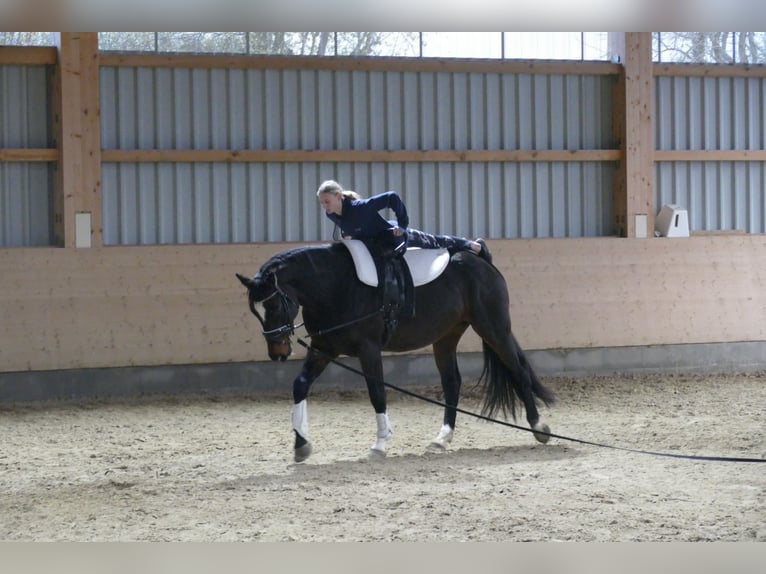 Lettisches Warmblut Wallach 9 Jahre 166 cm Dunkelbrauner in Ganschow