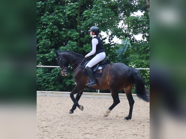 Lettisches Warmblut Wallach 9 Jahre 167 cm Brauner in Mammendorf
