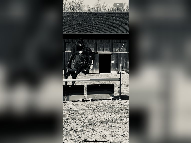 Lettisches Warmblut Wallach 9 Jahre 167 cm Brauner in Mammendorf