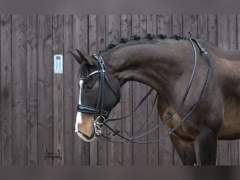 Lettisches Warmblut Wallach 9 Jahre 167 cm Brauner in Mammendorf