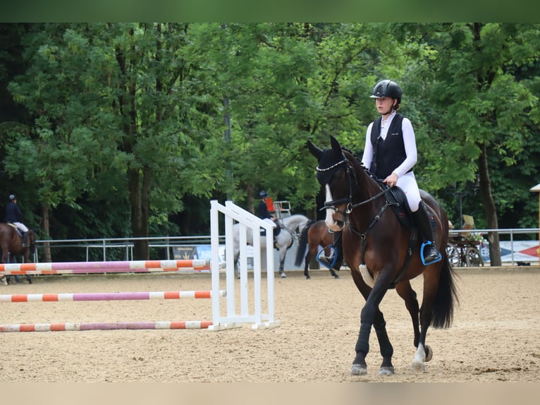 Lettisches Warmblut Wallach 9 Jahre 167 cm Brauner in Mammendorf