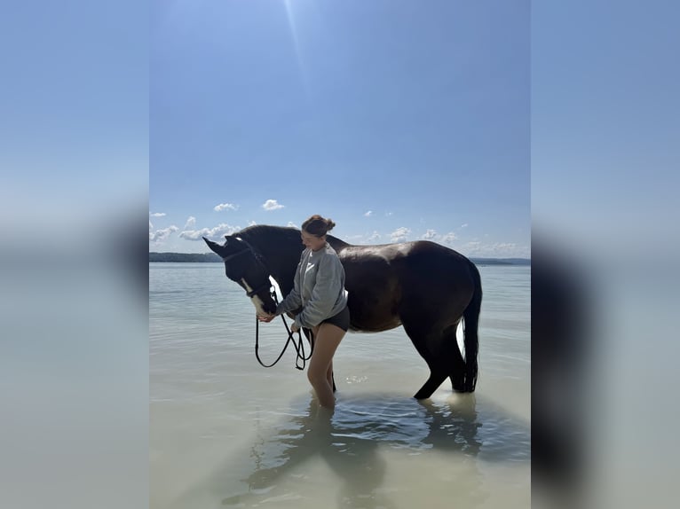 Lettisches Warmblut Wallach 9 Jahre 167 cm Brauner in Mammendorf