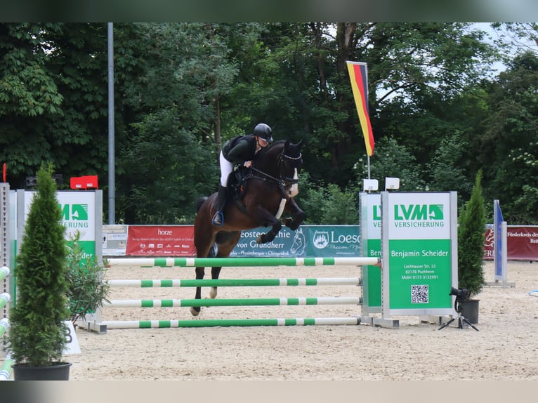 Lettisches Warmblut Wallach 9 Jahre 167 cm Brauner in Mammendorf