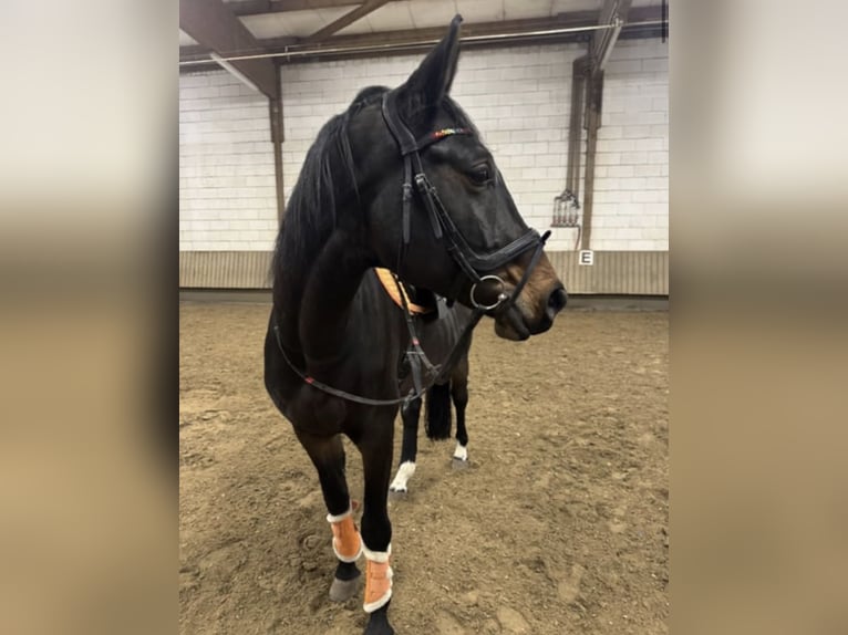 Lettisches Warmblut Wallach 9 Jahre 169 cm Dunkelbrauner in Bad Soden am Taunus