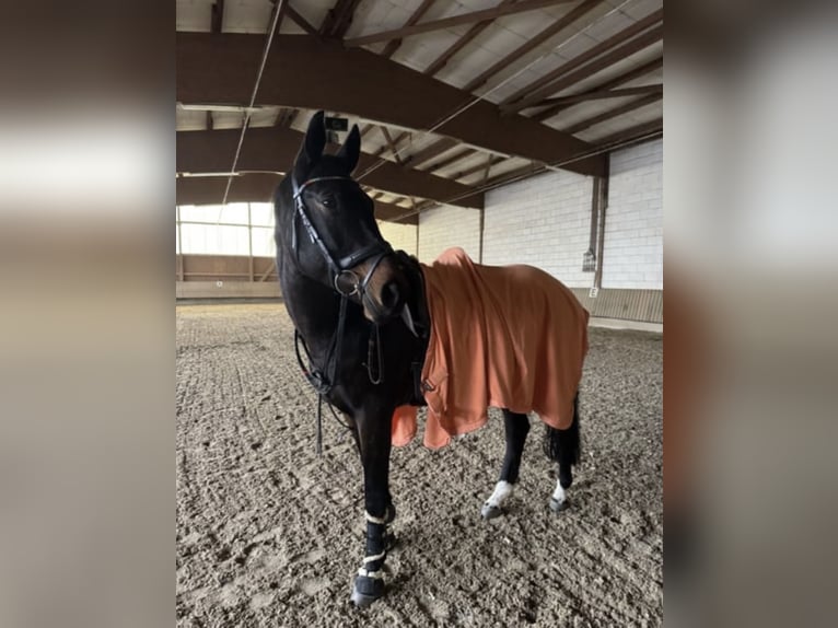 Lettisches Warmblut Wallach 9 Jahre 169 cm Dunkelbrauner in Bad Soden am Taunus