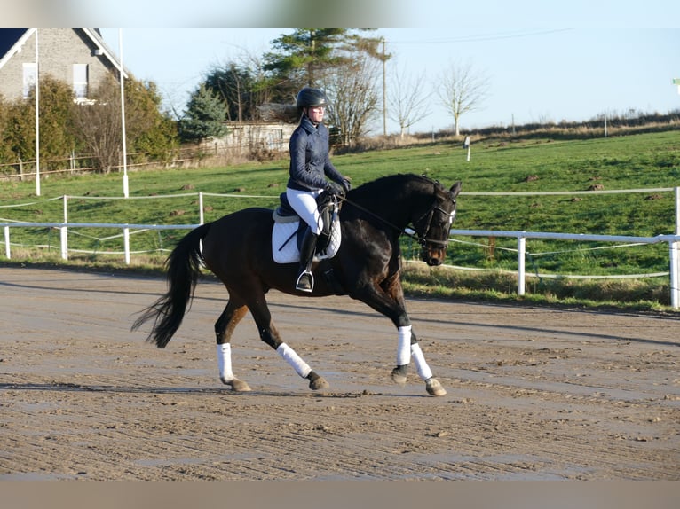 Lettisches Warmblut Wallach 9 Jahre 169 cm Dunkelbrauner in Ganschow