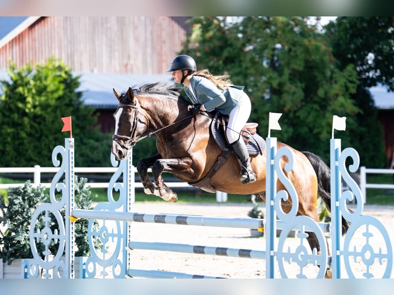 Lettisches Warmblut Wallach 9 Jahre 170 cm Dunkelbrauner in Põhja-Tallinna