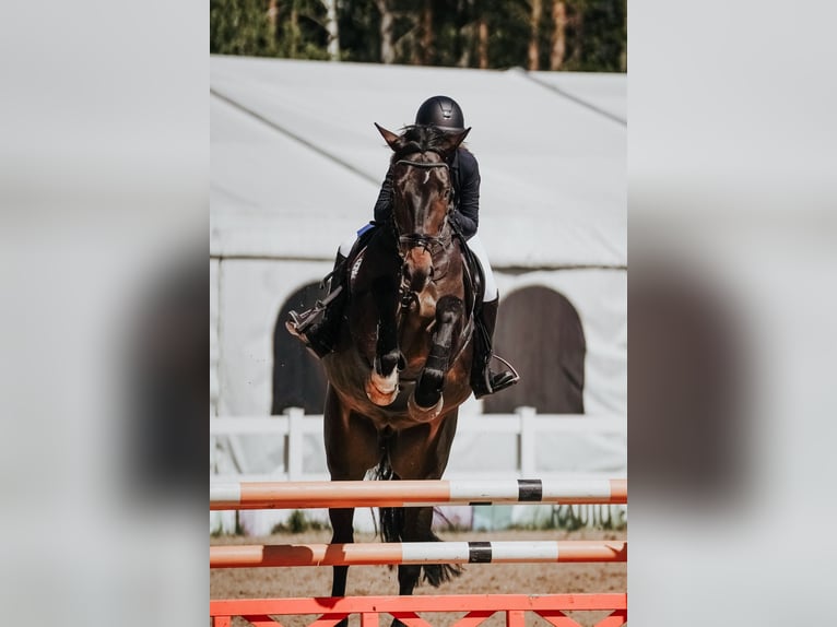 Lettisches Warmblut Wallach 9 Jahre 175 cm Dunkelbrauner in Inčukalns