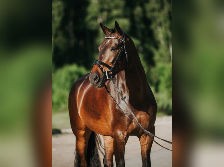 Lettisches Warmblut Wallach 9 Jahre 175 cm Dunkelbrauner in Inčukalns