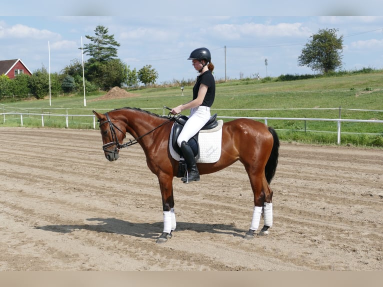 Lettiskt varmblod Sto 4 år 152 cm Brun in Ganschow