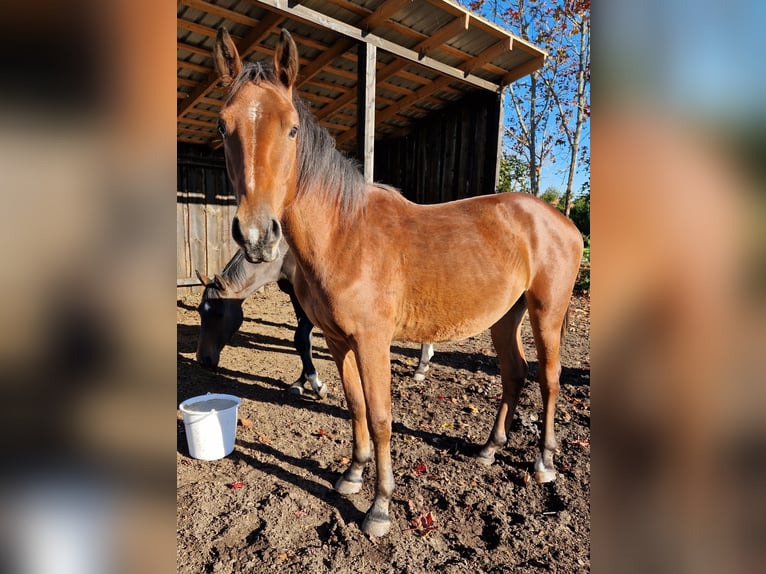 Lettiskt varmblod Blandning Valack 1 år 160 cm Brun in Grybėnai