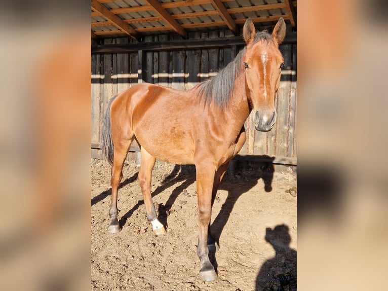 Lettiskt varmblod Blandning Valack 1 år 160 cm Brun in Grybėnai