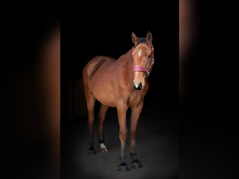 Lettiskt varmblod Blandning Valack 1 år 160 cm Brun in Grybėnai