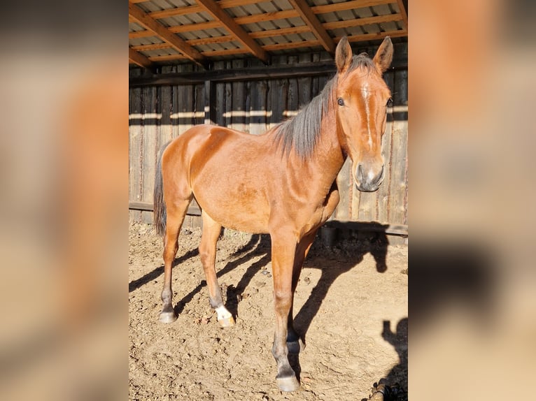 Lettiskt varmblod Blandning Valack 1 år 160 cm Brun in Grybėnai