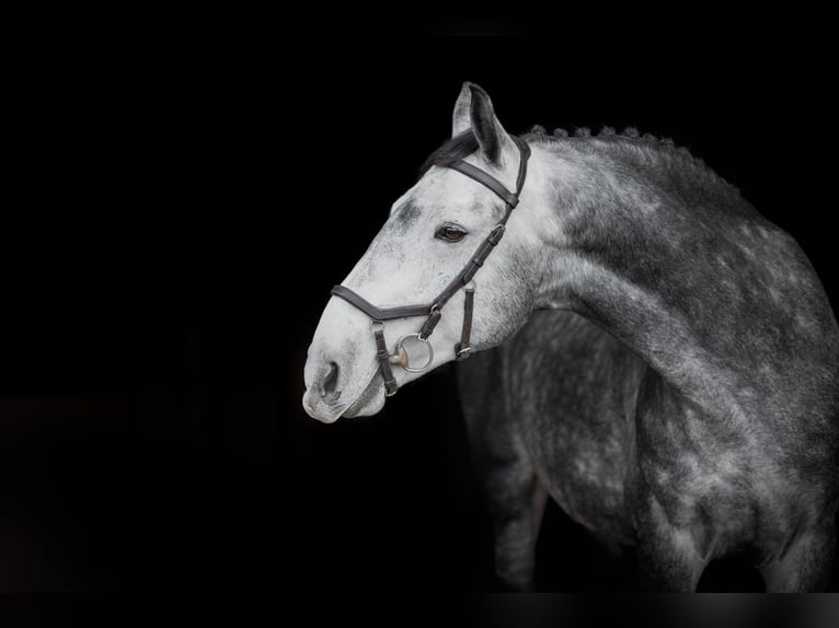 Lettiskt varmblod Blandning Valack 5 år 168 cm Grå in Grybėnai