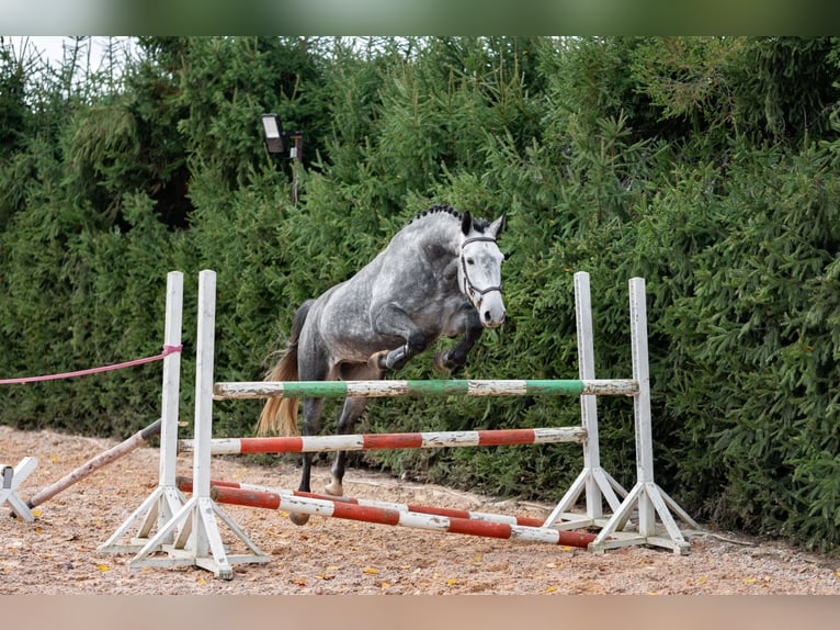 Lettiskt varmblod Blandning Valack 5 år 168 cm Grå in Grybėnai