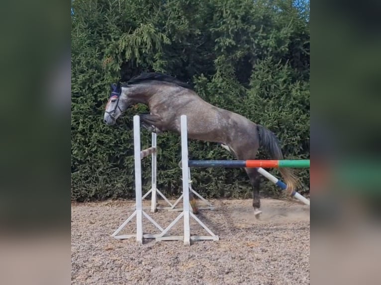 Lettiskt varmblod Blandning Valack 5 år 168 cm Grå in Grybėnai