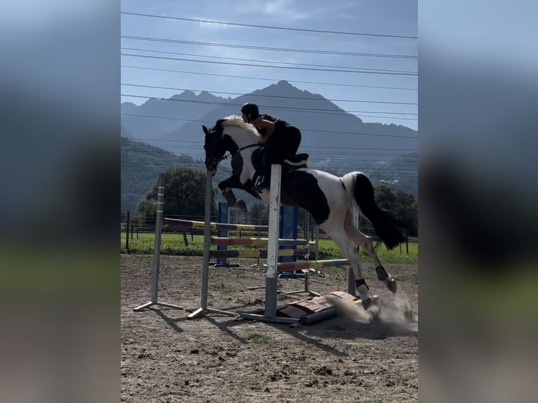 Lettiskt varmblod Valack 6 år 167 cm Pinto in Schlins