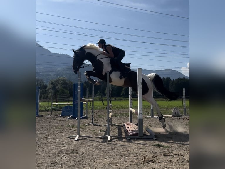 Lettiskt varmblod Valack 6 år 167 cm Pinto in Schlins