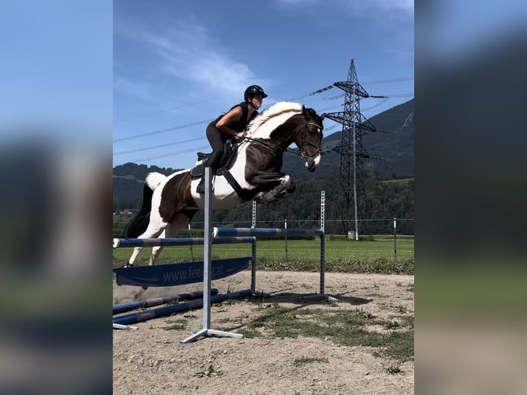 Lettiskt varmblod Valack 6 år 167 cm Pinto in Schlins