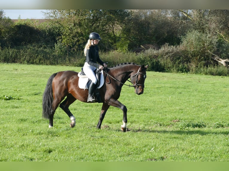 Lettiskt varmblod Valack 7 år 168 cm Mörkbrun in Ganschow