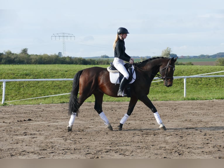 Lettiskt varmblod Valack 7 år 168 cm Mörkbrun in Ganschow