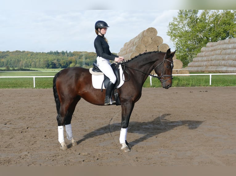 Lettiskt varmblod Valack 7 år 168 cm Mörkbrun in Ganschow