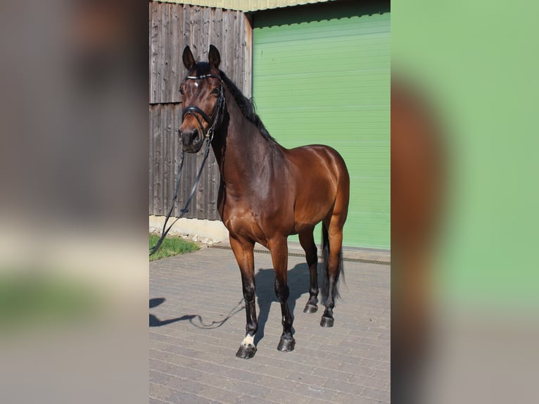 Lettone Castrone 10 Anni 165 cm Baio in Wiesbaden