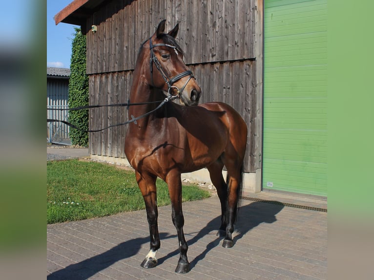 Lettone Castrone 10 Anni 165 cm Baio in Wiesbaden