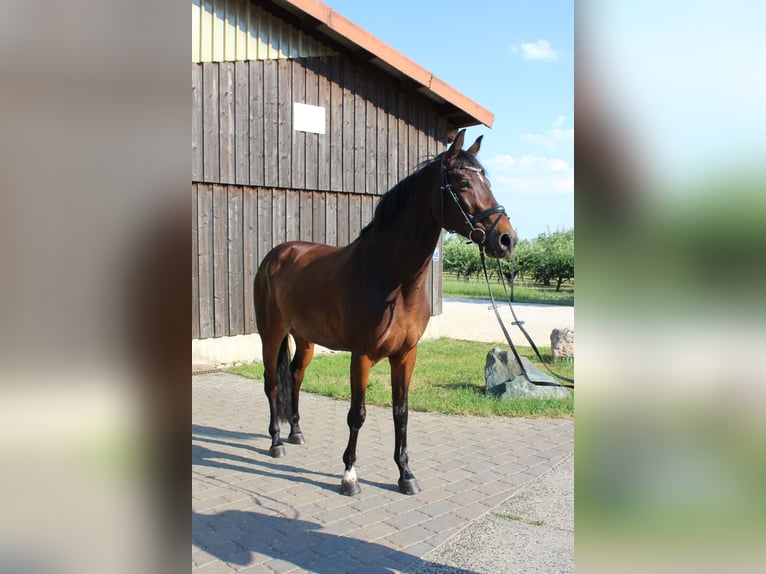 Lettone Castrone 10 Anni 165 cm Baio in Wiesbaden