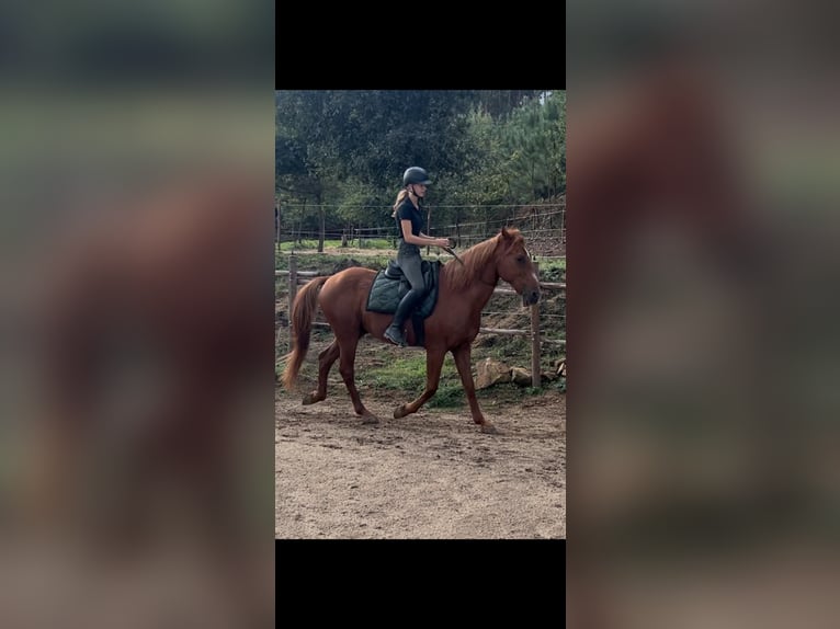 Lettone Mix Castrone 11 Anni 158 cm Sauro in Nogueira do Cravo