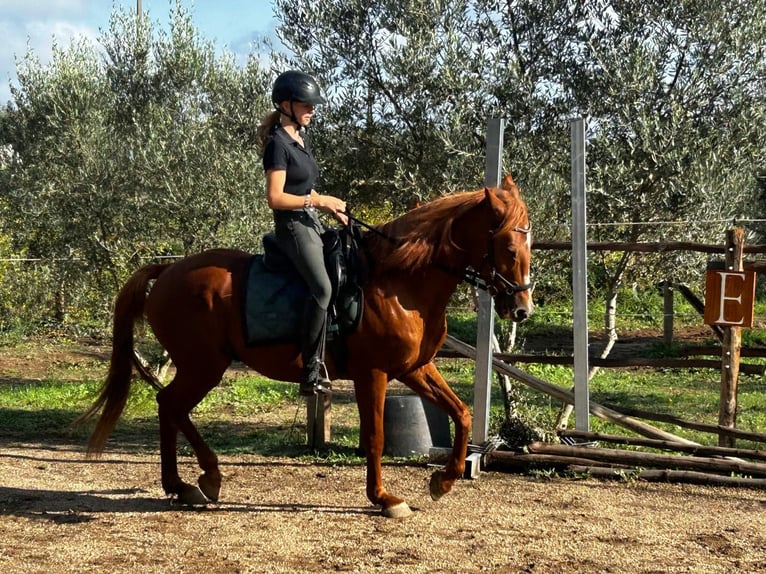 Lettone Mix Castrone 11 Anni 158 cm Sauro in Nogueira do Cravo