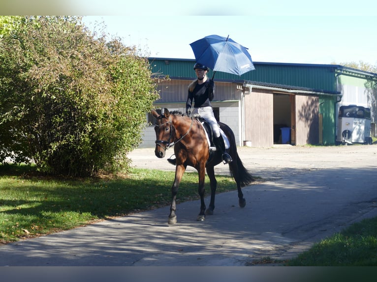 Lettone Castrone 14 Anni 159 cm Baio in Ganschow