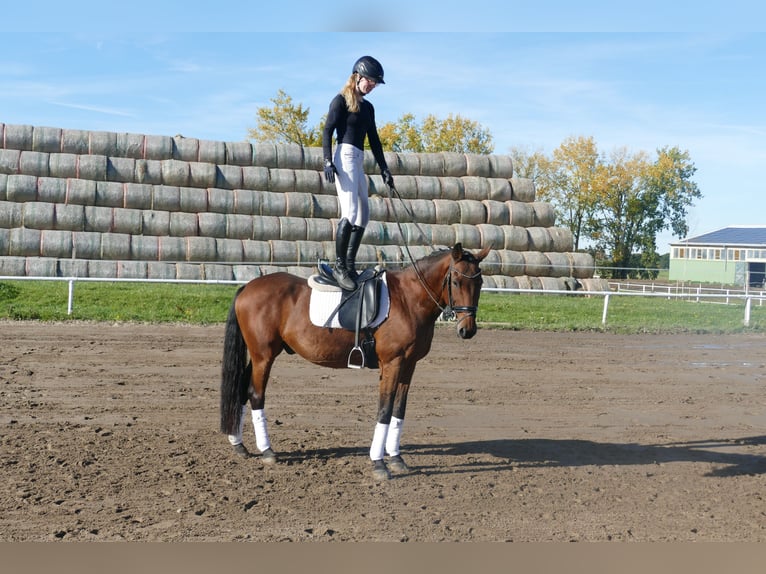 Lettone Castrone 14 Anni 159 cm Baio in Ganschow