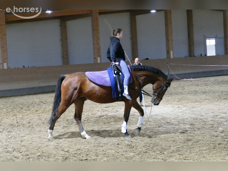Lettone Castrone 4 Anni 165 cm Baio in Ganschow