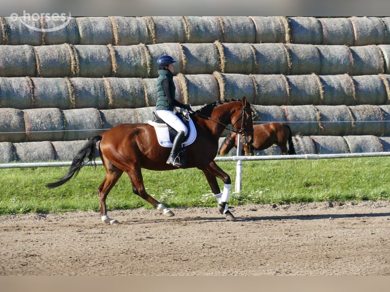 Lettone Castrone 4 Anni 165 cm Baio in Ganschow