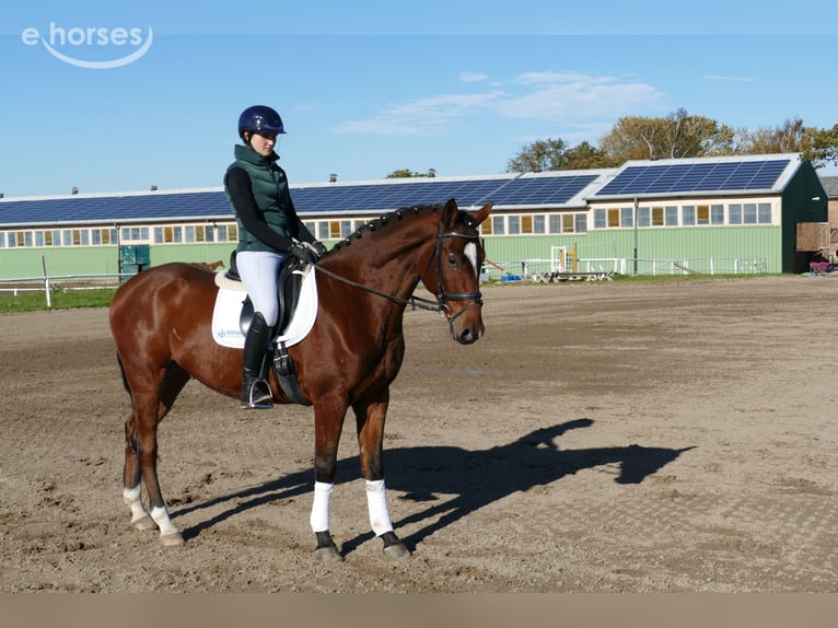 Lettone Castrone 4 Anni 166 cm Baio in Ganschow