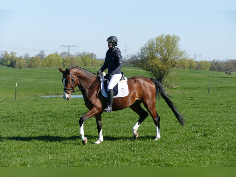 Lettone Castrone 5 Anni 170 cm Baio in Ganschow