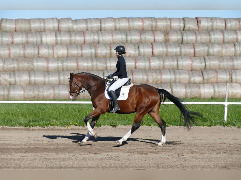 Lettone Castrone 5 Anni 170 cm Baio in Ganschow