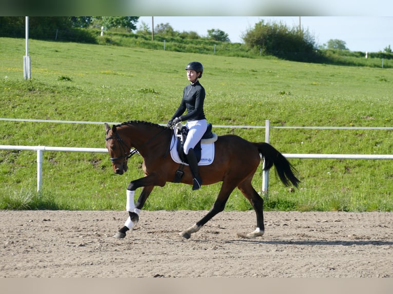 Lettone Castrone 6 Anni 160 cm Baio in Ganschow