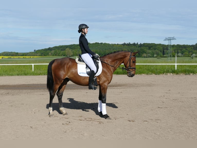 Lettone Castrone 6 Anni 160 cm Baio in Ganschow